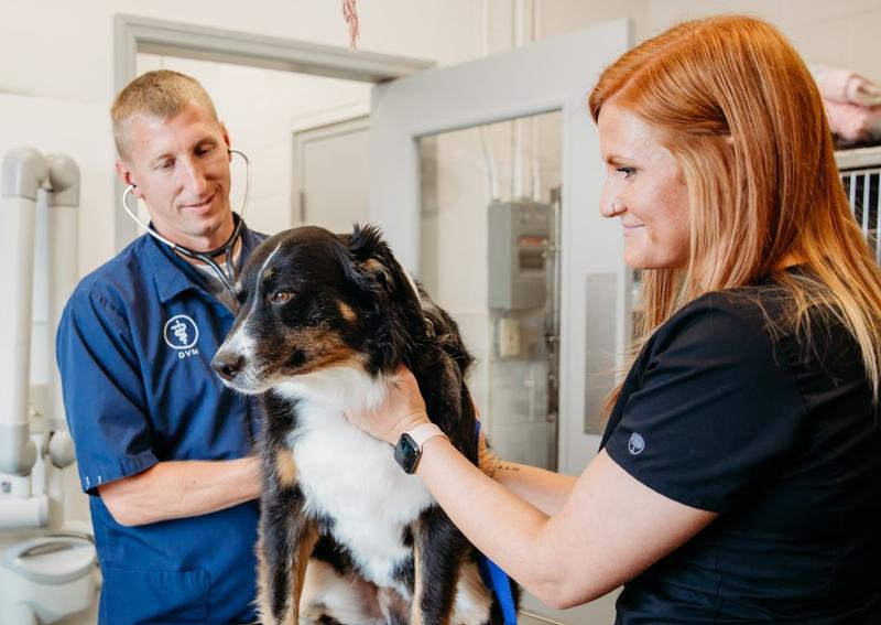 Town & Country Veterinary Clinic Eaton veterinarians